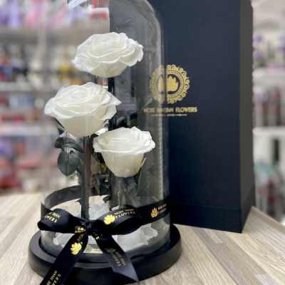 Three white roses displayed under a glass dome on a black base with a ribbon and gift box.