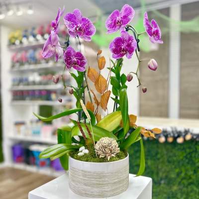 Potted magenta orchids with buds in a white ceramic container on a display table.