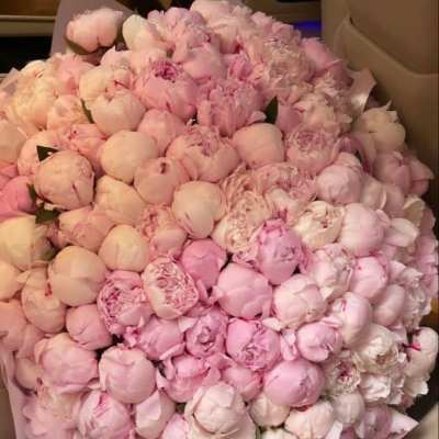 100 pink peony