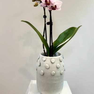 Potted orchid with pale pink blooms in a textured white vase