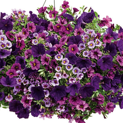 MIX PURPLE PETUNIA HANGING BASKET