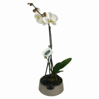 White orchid plant in a metallic pot with black stones