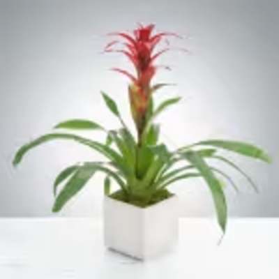 Tropical Bromeliad Plant by BloomNation™