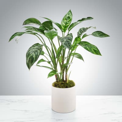 Potted green houseplant in a white cylindrical planter
