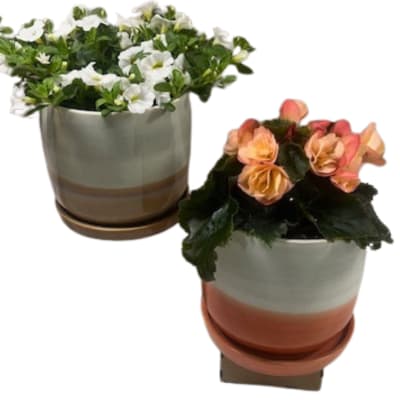 Two potted flowering plants in striped ceramic pots, one white and one peach