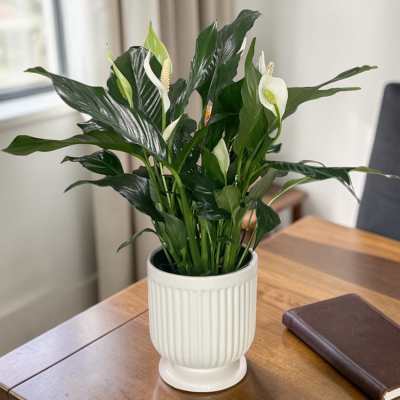 Comfort Planter Peace Lily