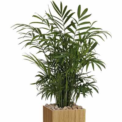 Potted palm plant in a square wooden planter with stones