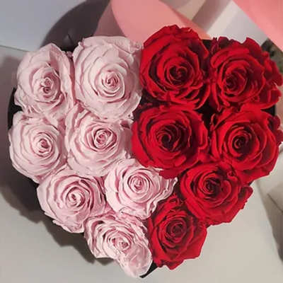 Luxury Rose Bi-Color