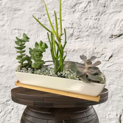 Succulent planter in a white rectangular dish with decorative stones