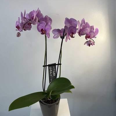 Potted orchid plant with purple blooms in a black container