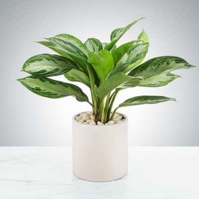 Chinese Evergreen Plant by BloomNation™