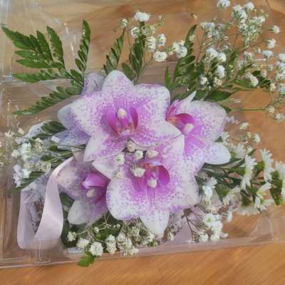 Pink orchids with white baby's breath in a clear box
