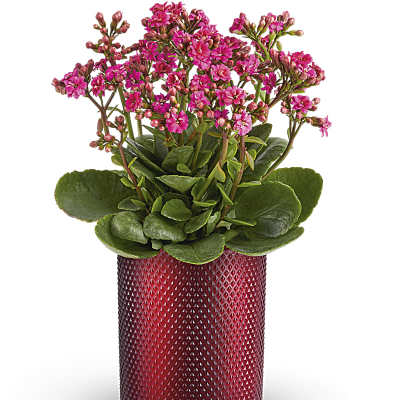 Pink flowering plant in a red textured pot