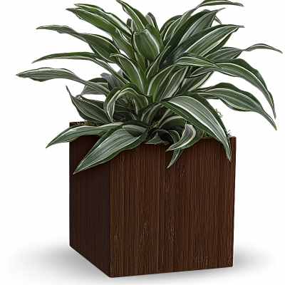 Potted variegated green plant in a square wooden planter