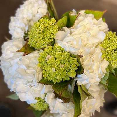 Hydrangea