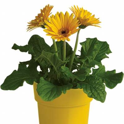 Yellow gerbera daisies in a yellow pot