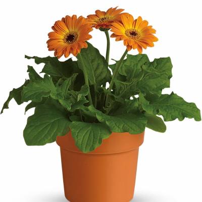 Potted orange gerbera daisies in a terracotta pot