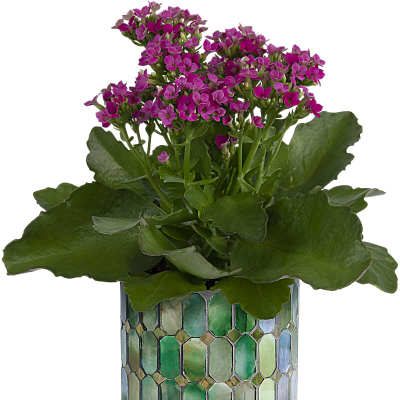 Pink flowers in a mosaic glass vase with broad green leaves
