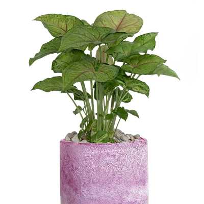 Potted green plant in a pink ceramic planter