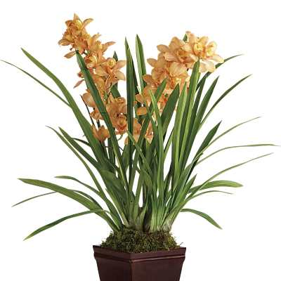 Potted orchid arrangement with peach blooms in a dark planter