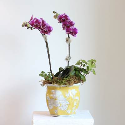 Two purple orchids in a yellow ceramic pot with moss and ivy