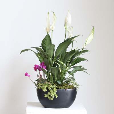 Potted arrangement with white peace lilies and pink cyclamen in a black bowl planter