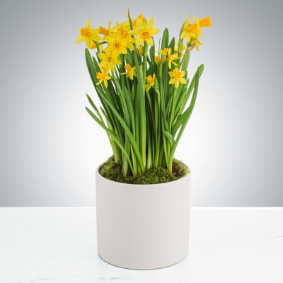 Daffodil Plant by Astra Florists ™