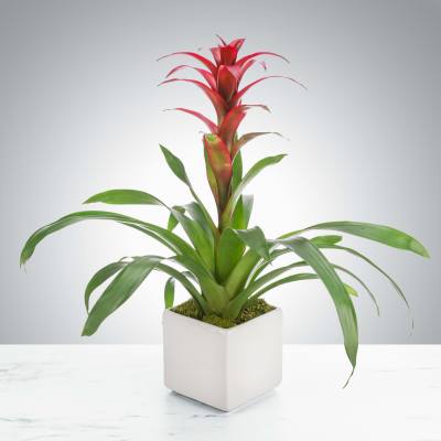 Potted red tropical plant in a white square ceramic pot