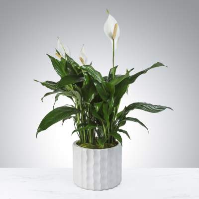 Modern Spathiphyllum Plant by Astra Florists™