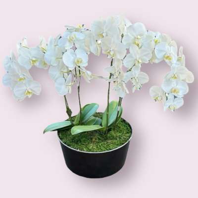 White orchid plant in a black pot with moss