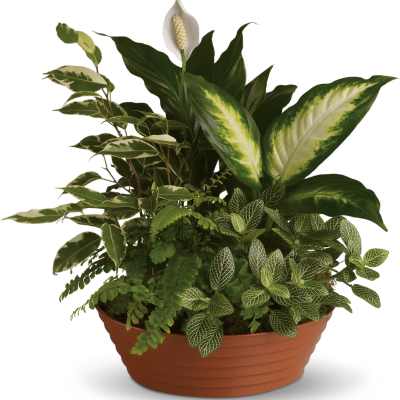 Dish garden styles vary