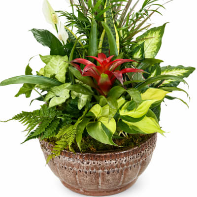 Jumbo Euro Dish Garden