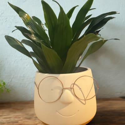 Potted green plant in a face-shaped ceramic planter with glasses