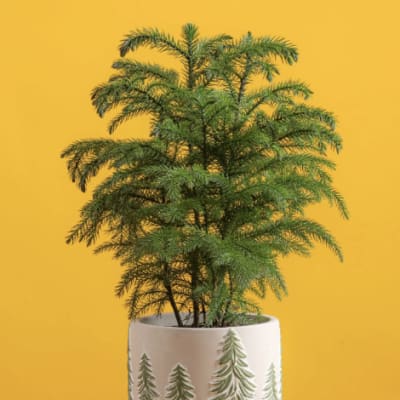 Potted evergreen plant in a decorative ceramic planter