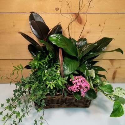 Mixed houseplants in a wicker basket with pink blooms