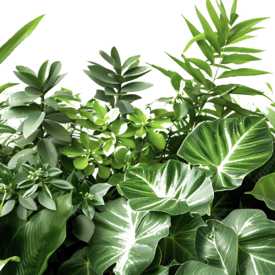 Dense arrangement of assorted green tropical foliage and potted plants