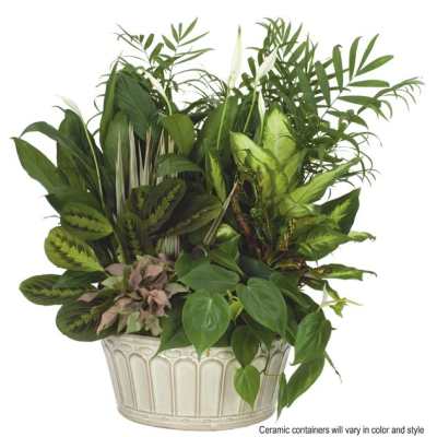 Lush mixed green potted plants with a few white blooms in a round cream ceramic container