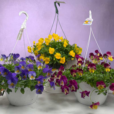 Pansy Hanging Basket