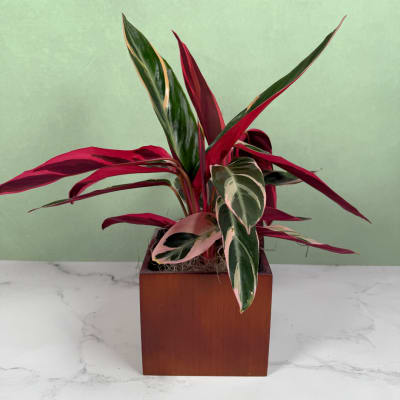 Stromanthe Triostar Planter
