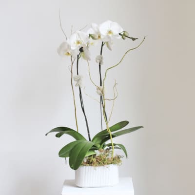 Grace Phalaenopsis Orchid