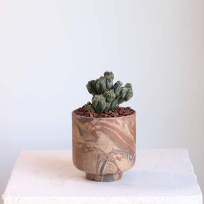 Small potted cactus in a marbled ceramic planter