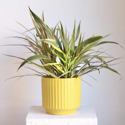 Potted variegated dracaena plant in a yellow ribbed planter