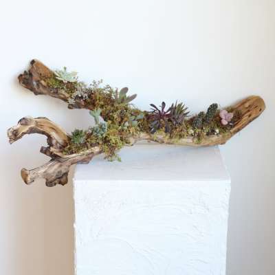 Driftwood planter with small succulents and moss