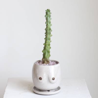 Single potted succulent in a white ceramic planter