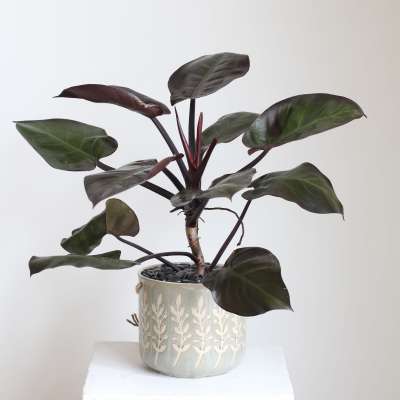 Potted plant with dark green and burgundy leaves in a decorative ceramic pot