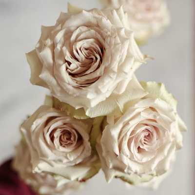 Bouquet of pale blush roses against a light background