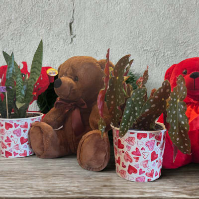 Potted snake plants beside teddy bears with heart-patterned pots