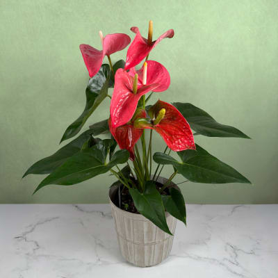 Tropical Tranquility Anthurium Plant