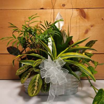 Basket of assorted green houseplants with a white ribbon bow