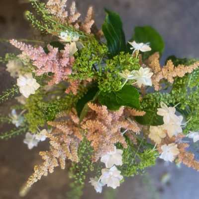 Astilbe
